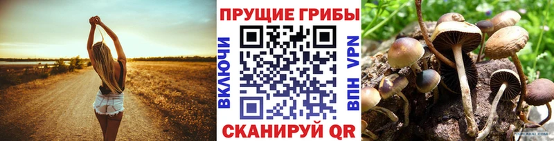 продажа наркотиков Чегем Псилоцибиновые грибы Psilocybine cubensis